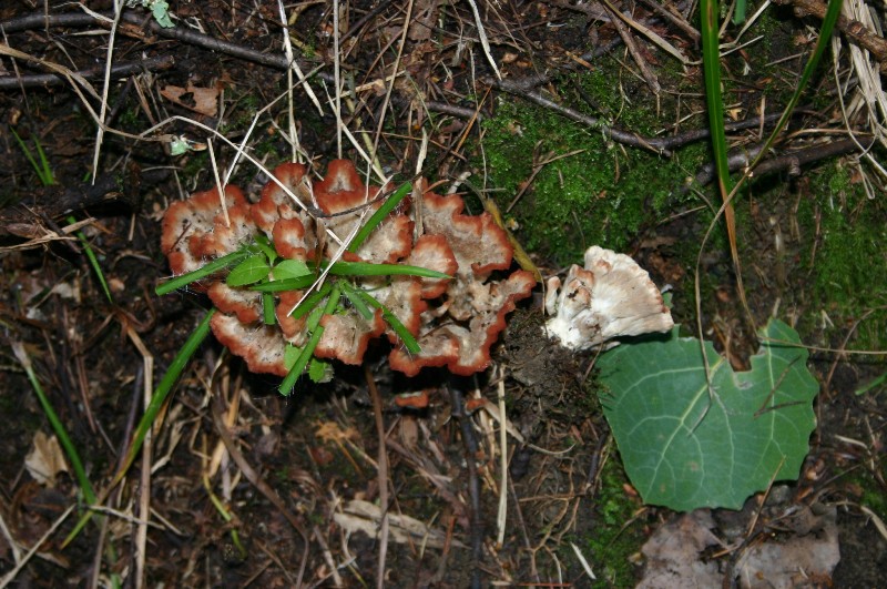 Cotylidia pannosa? (Cotylidia pannosa)